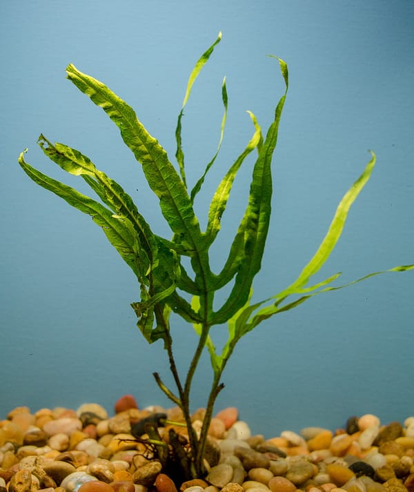 Java Fern Trident (Microsorium pteropus v. trident) | WaterScapes ...